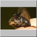 Schlupf eines Stylops-Maennchens 05.jpg